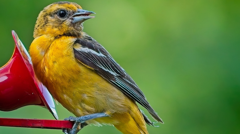 Oriole perched on a hummingbird feeder