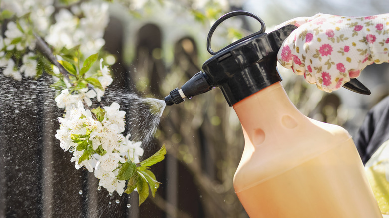 Gardener spraying fruit tree with pesticides