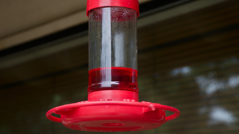 Red dye in a hummingbird feeder