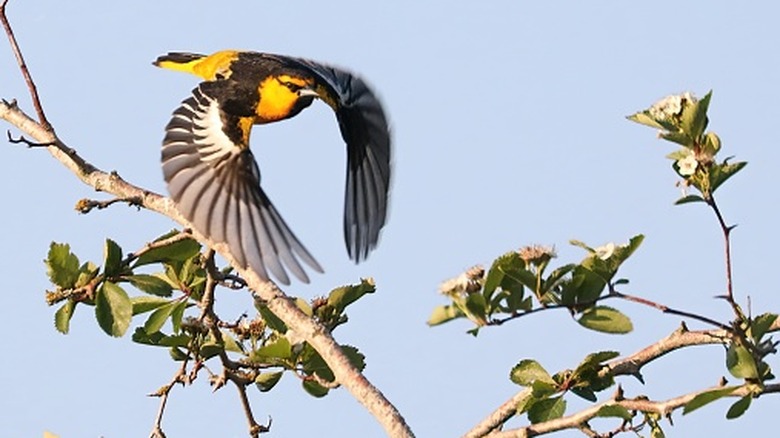 Bullock's Oriole flying