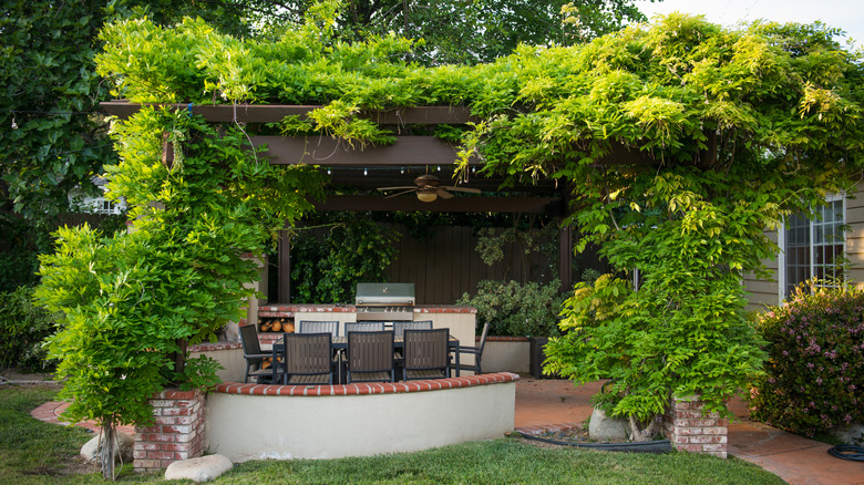 A backyard pergola shaded with dense climbing plants