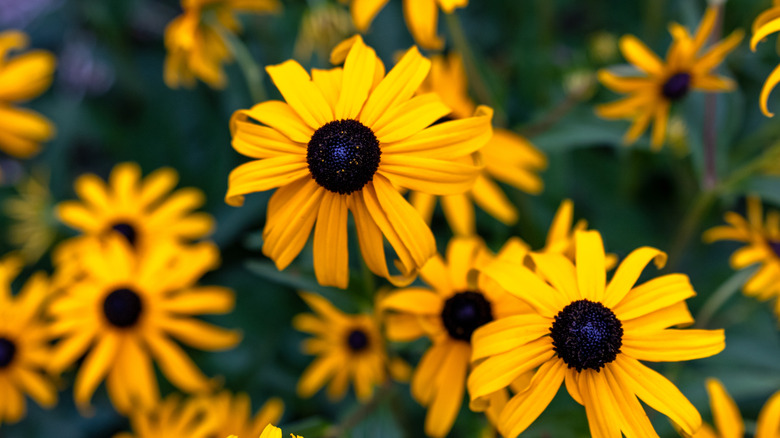 Closeup of black-eyed Susan flowers