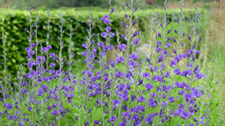 Blue false indigo growing outside