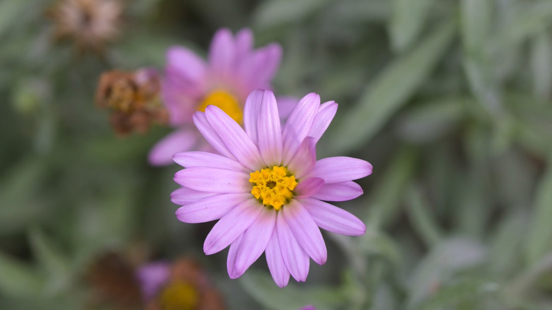 Close up of California aster flower with purple petals
