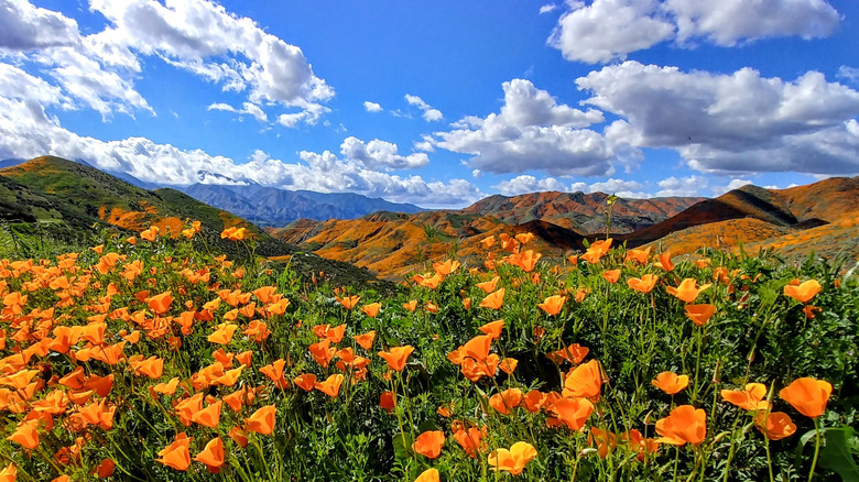 Field of California poppies