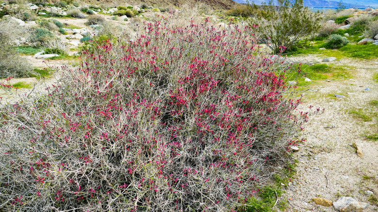 Chuparosa in bloom in desert