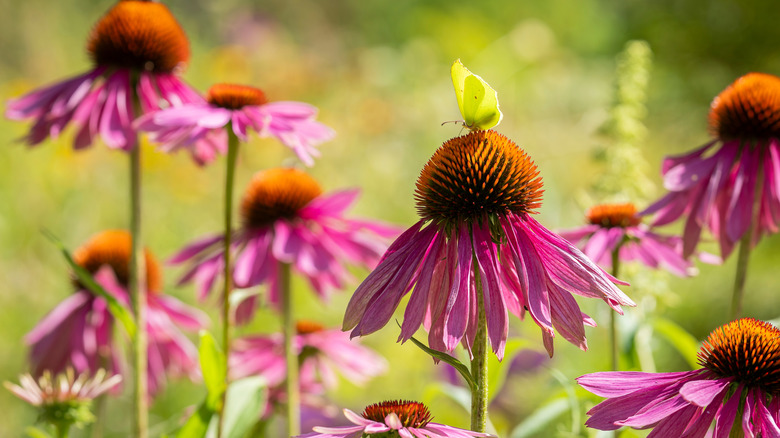 Closeup of a butterfly visiting purple coneflowers