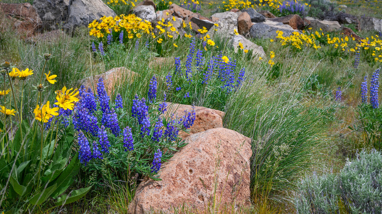 Wildflowers blooming in dry environment