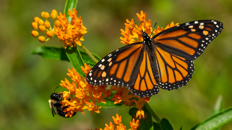 Monarch butterfly on an orange milkweed flower