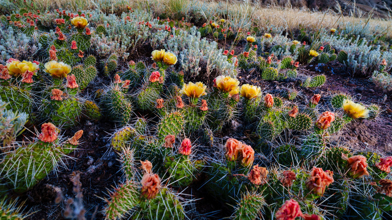 Prickly pear cacti in bloom