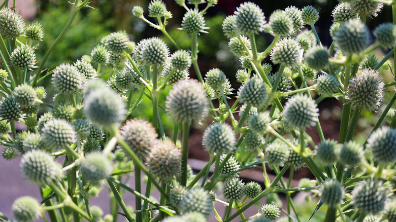Rattlesnake flowers closeup