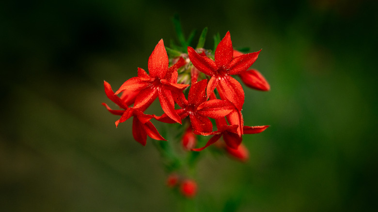 Close up on scarlet gilia flowers