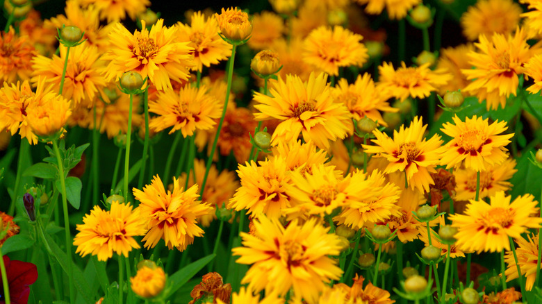 Species of tickseed in bloom