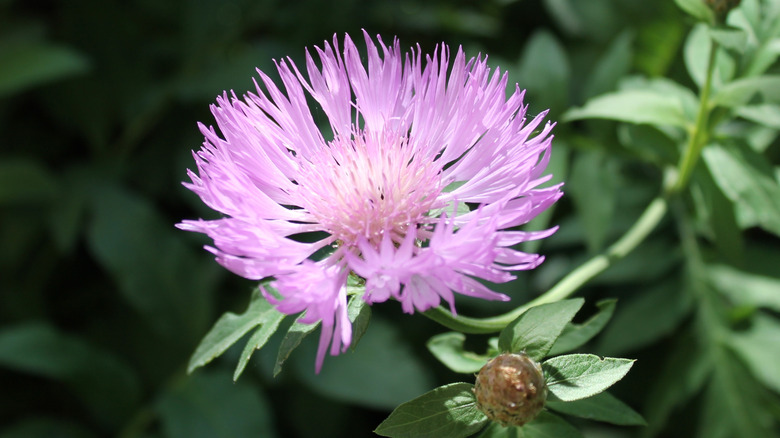 A close-up of a puffy pink basket flower
