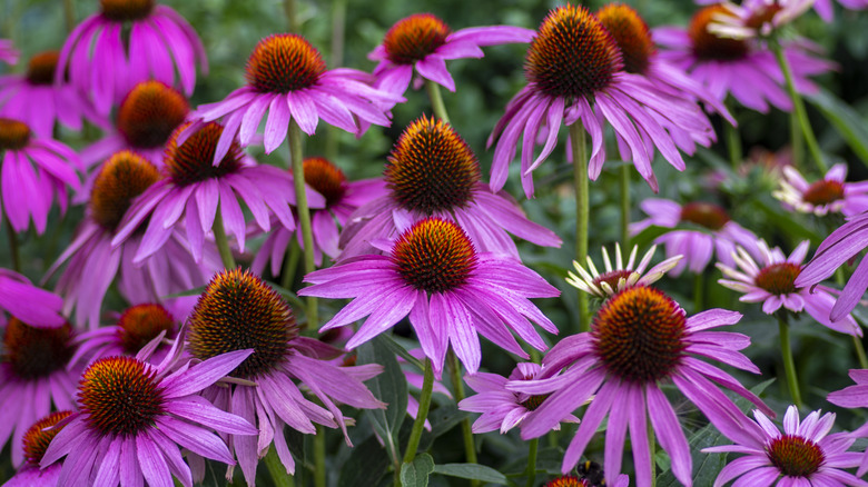 A close-up of a cluster of purple coneflowers