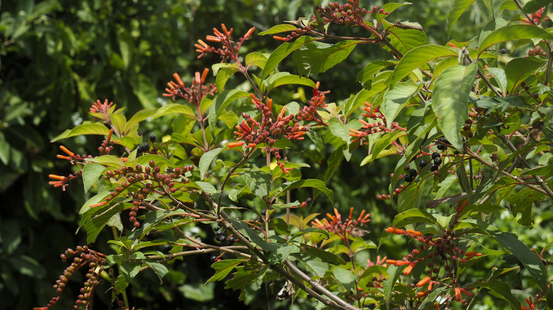 A firebush branch with blooming red flowers