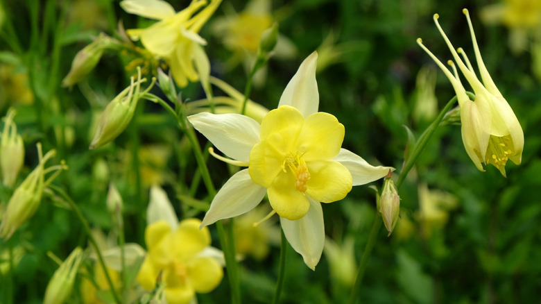 Close-up shot of blooming golden columbine flowers