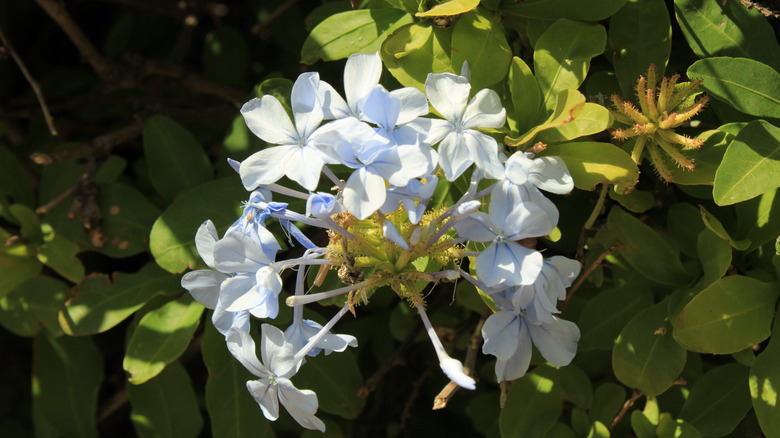 A cluster of white plumbago flowers