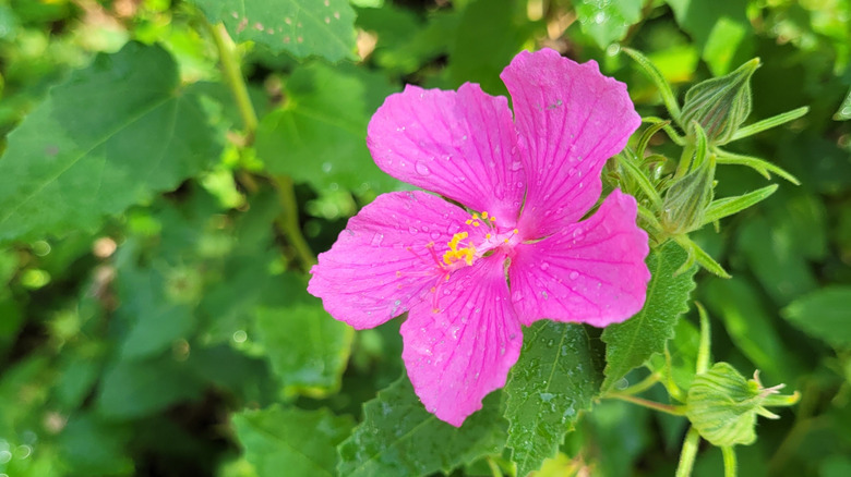 A close-up of a pink Texas rock rose
