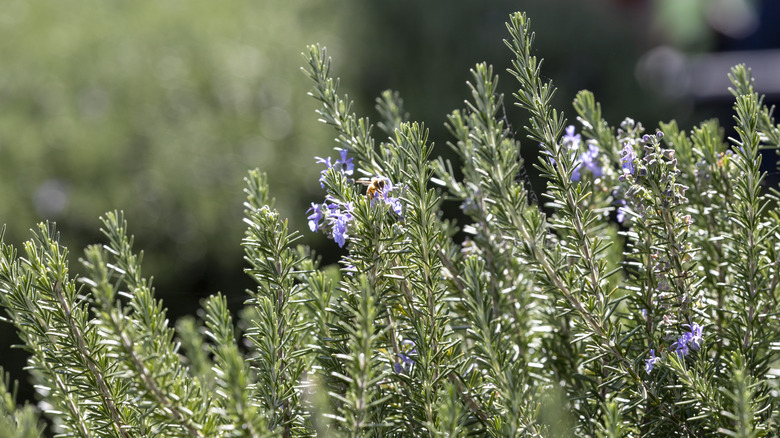 A bee flying around the flowers and leaves of a rosemary bush