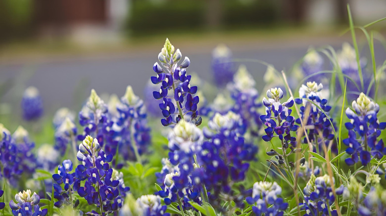 Close-up shot of Texas bluebonnet blooms