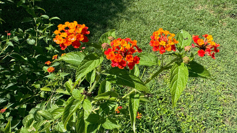 A close-up of orange Texas lantana flowers