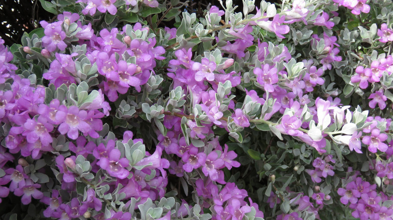 A close shot of the purple flowers and silver leaves of texas sage