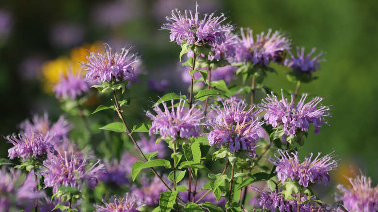 A closeup of a cluster of purple wild bergamot