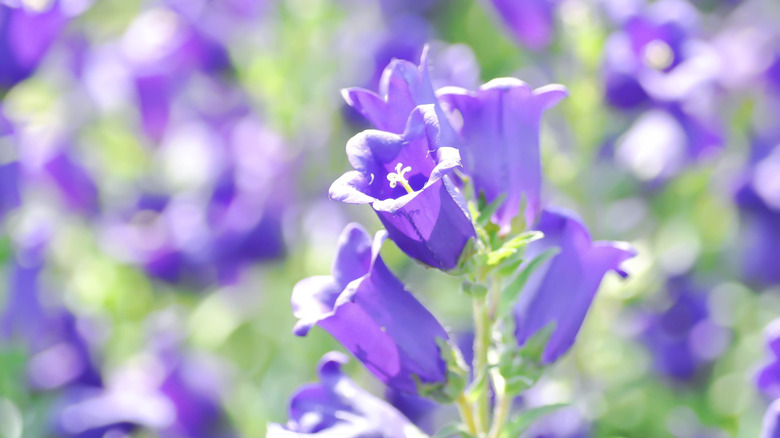 Campanula medium flowers blooming