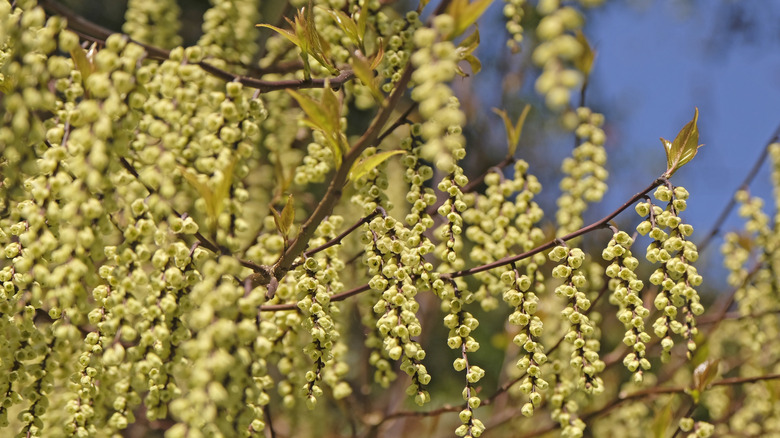 Spike tail buds hanging down