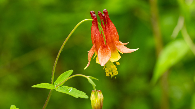 Eastern red columbine blooming in the garden