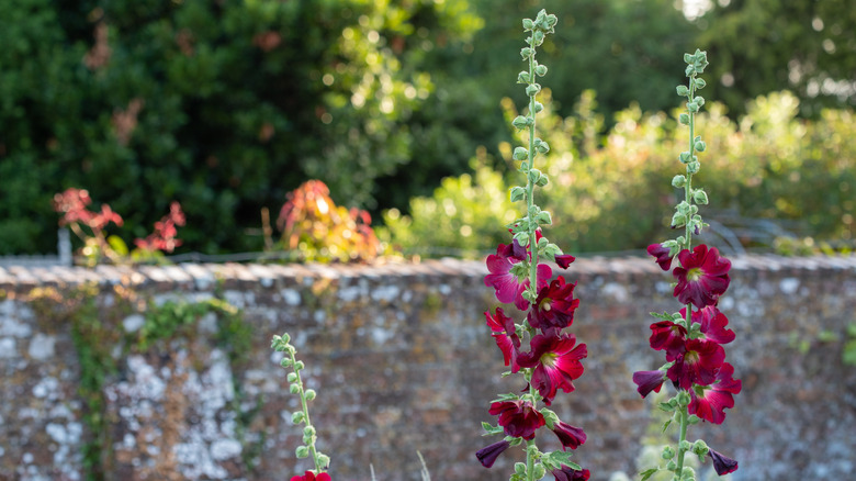 Hollyhocks growing near a garden wall