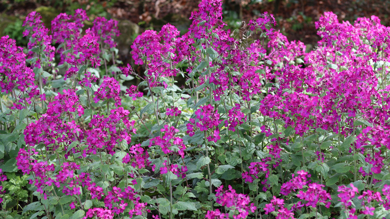 Flowers of honesty growing in the garden