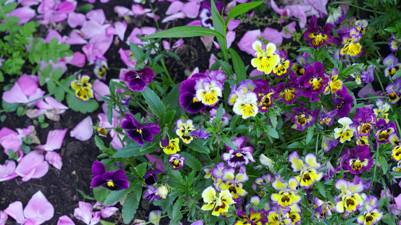 Johnny jump-ups growing in the garden