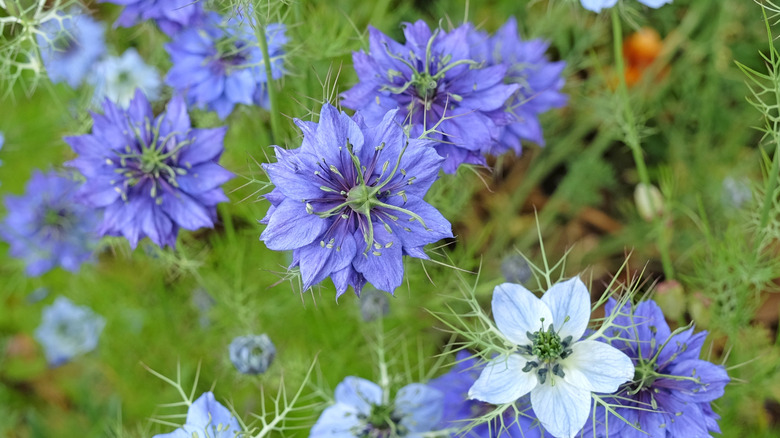 Nigella damascena flowers growing in the garden