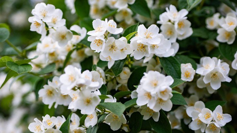 Mock orange flowers in the garden