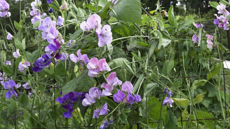 Lathyrus odoratus growing on a trellis