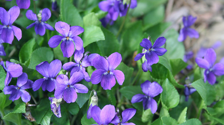Viola odorata blooming in the garden