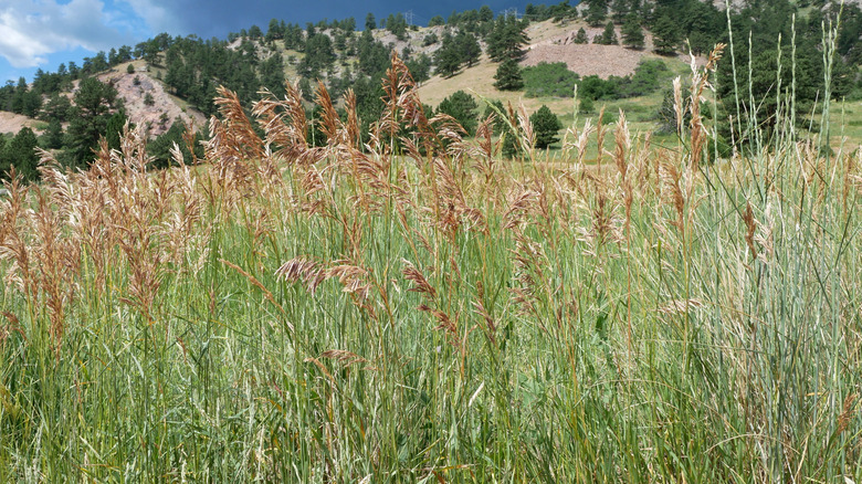 Big bluestem grasses on a mountaintop