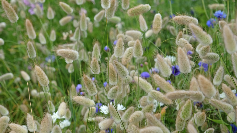 Bunny tail grass with lavender and white flowers dispersed throughout the grass