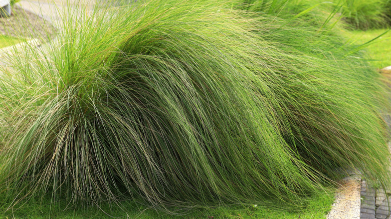 large group of deer grass growing in a yard