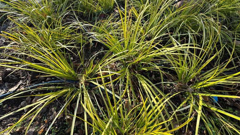 Several clumps of golden variegated sweet flag growing in the sunshine