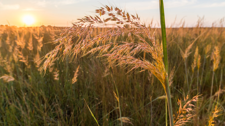 A field of Indian grass at dusk