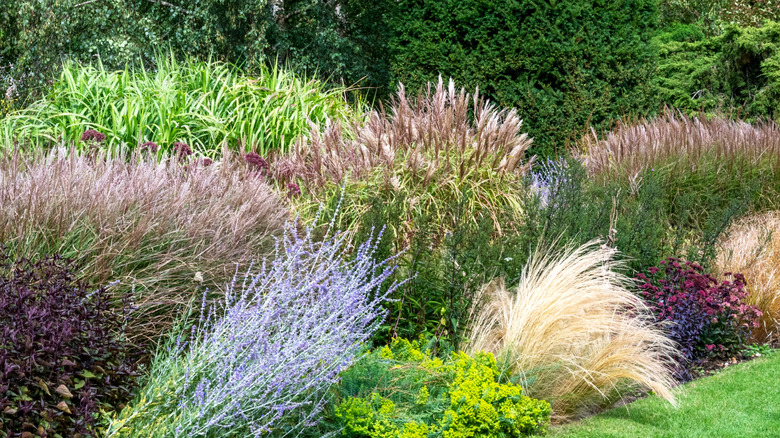 A variety of ornamental grasses in the garden