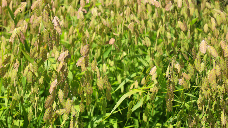 Northern sea oats in the sunshine