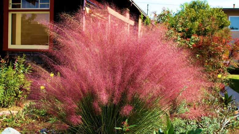 Bright rose pink muhly grass in a residential front yard