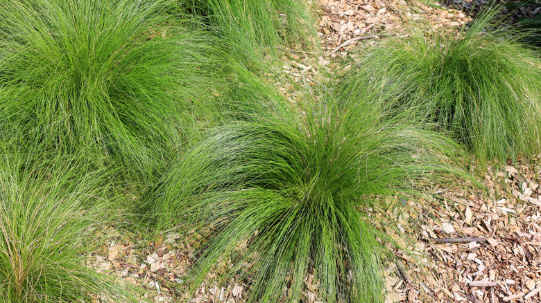 Several clumps of prairie dropseed planted in a flower bed with  bark mulch