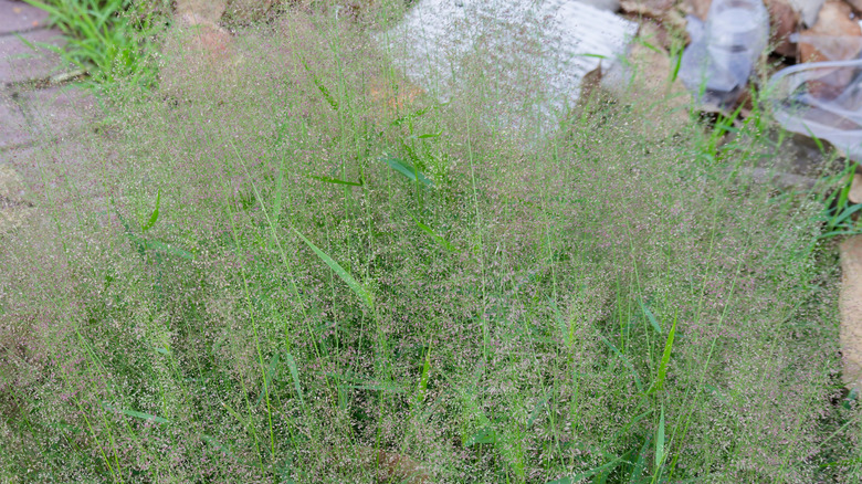 purple lovegrass growing near a pathway in a yard