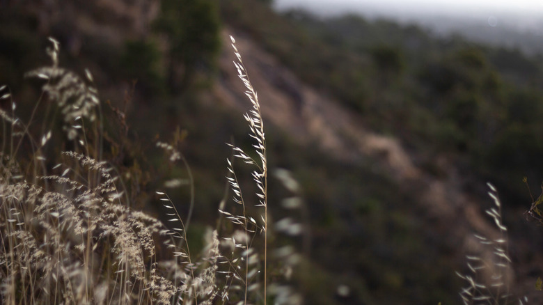 Sideoats grama growing wild on a mountainside
