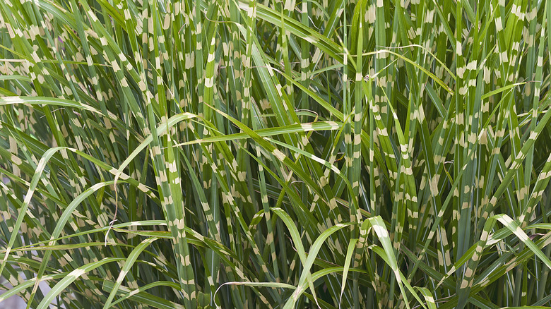 Large group of tall zebra grass